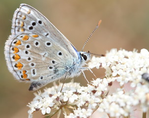 Papillon bleu