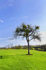 Fototapeta premium Gui poussant sur un arbre isolé à Rouhling, France