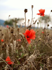 Fototapeta premium zarter 81812 roter Mohn