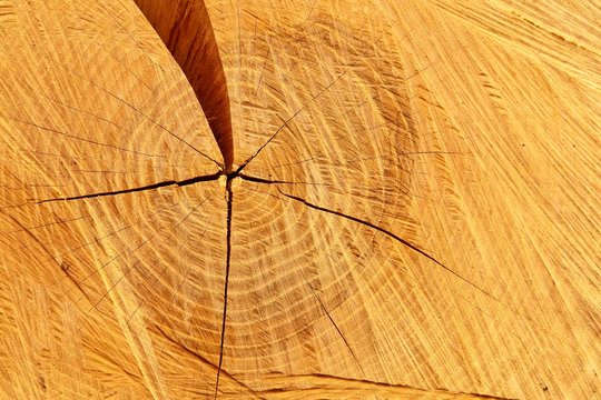 Pine-tree trunk cross-section closeup.