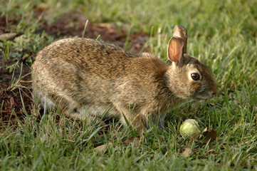 Rabbit eating an apple
