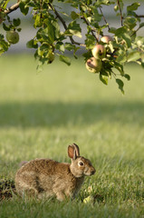 Rabbit eating an apple