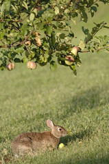 Rabbit eating an apple