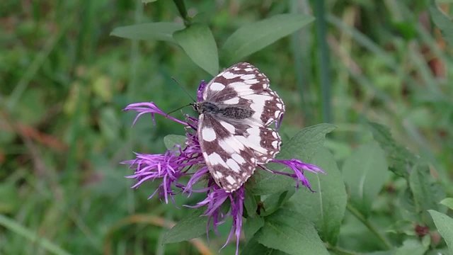 Butterfly on Flower