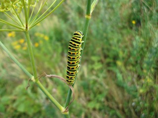 Green Caterpillar 05