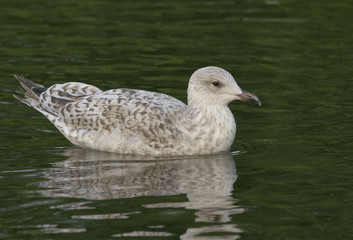 Herring Gull
