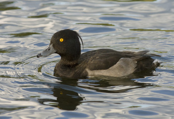 Tufted duck
