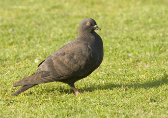 Feral Pidgeon