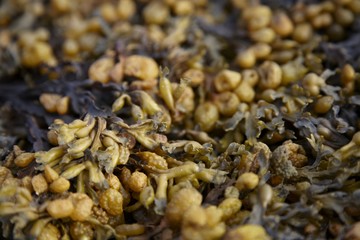 seaweed
