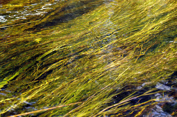 plants in a flow river