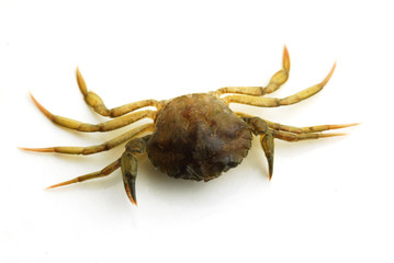 Granchio