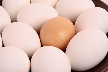 chicken eggs