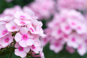 クサキョウチクトウの花