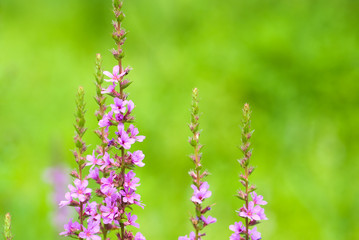 緑の中のミソハギの花