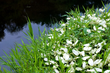 水辺の半夏生の花