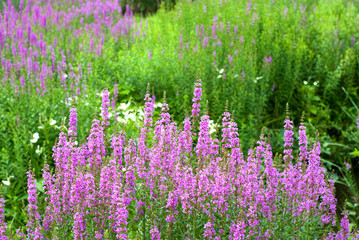 緑の中のミソハギの花