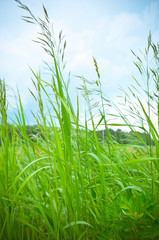 Grass against blue sky