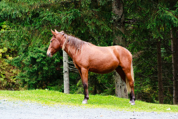 Naklejka premium A brown horse in nature