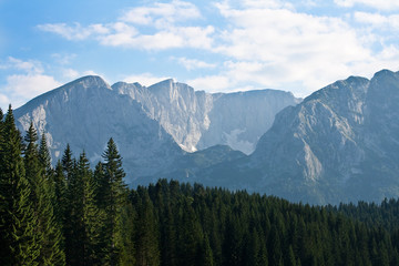 Pine tree forest and the mountain