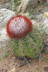 cactus aruba