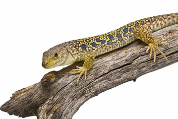 Lagarto bajando por una rama.