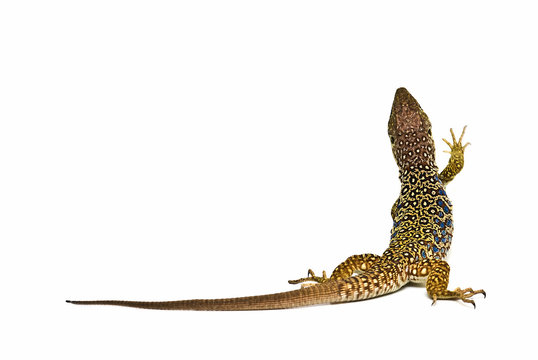 Lagarto en posici&radic;&ge;n de escalada.