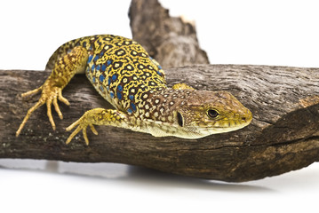 Lagarto moviendose por una rama seca.