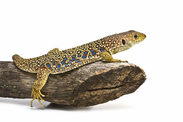 Lagarto descansando sobre una rama seca.