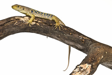 Lagarto en una rama seca.
