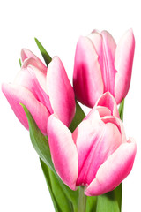Obraz na płótnie Canvas holiday tulips bouquet isolated on white