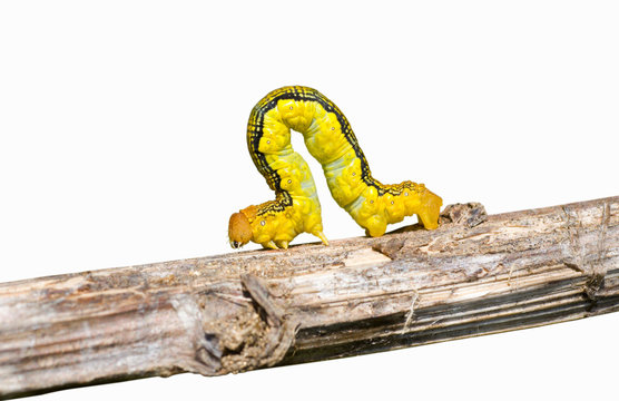 Spanworm (Caterpillar of Geometer) 3