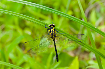 Dragonfly on grass 11