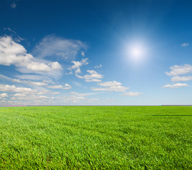 Green field under blue cloudy sky whit sun