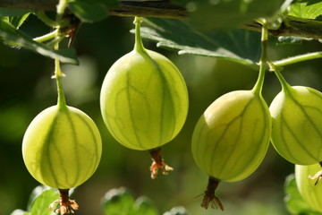 gooseberry clouse-up