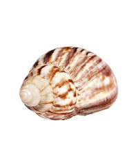 sea shell isolated on white background