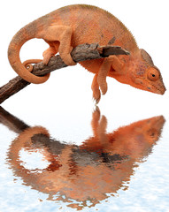 caméléon de Madagascar, chamaeleo pardalis, fond blanc