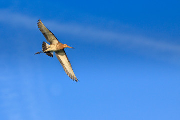 Godwit bird flying in the sky in close-up