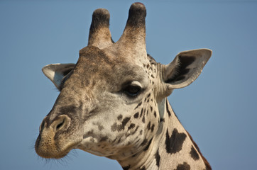 Giraffe portrait