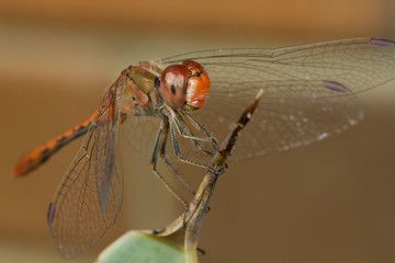 Red dragon fly