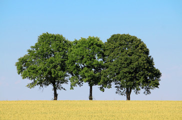 three trees cornfield and blue sky