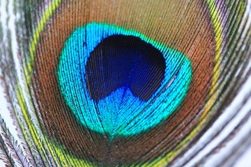 Macro photo of a peacock feather