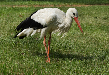Stork on the lawn