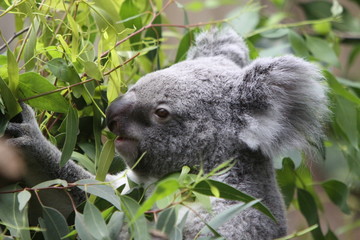 Naklejka premium Koala