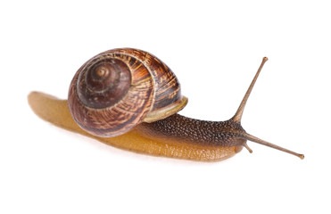 Snail