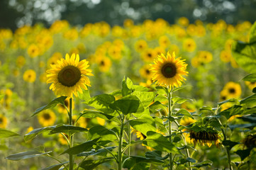 Sonnenblumen
