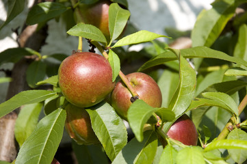 Kleine Nektarinen am Ast