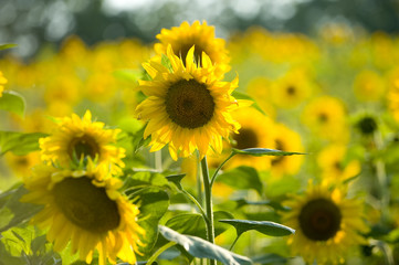 Obraz premium Sonnenblumen