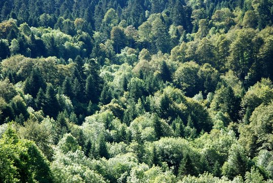 For&ecirc;t