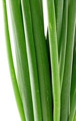 Fototapeta premium feuilles vertes d'échalote, fond blanc