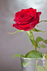 beautiful close-up rose with water drops